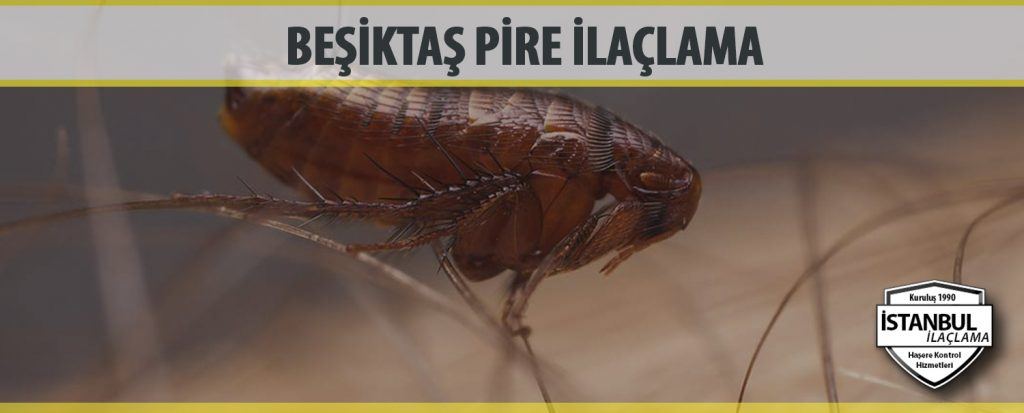 Beşiktaş Pire İlaçlama