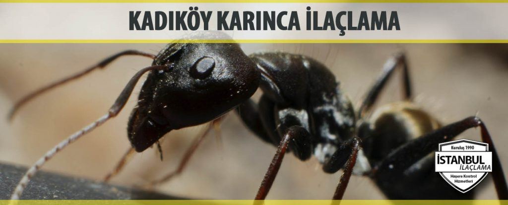 Kadıköy Karınca İlaçlama