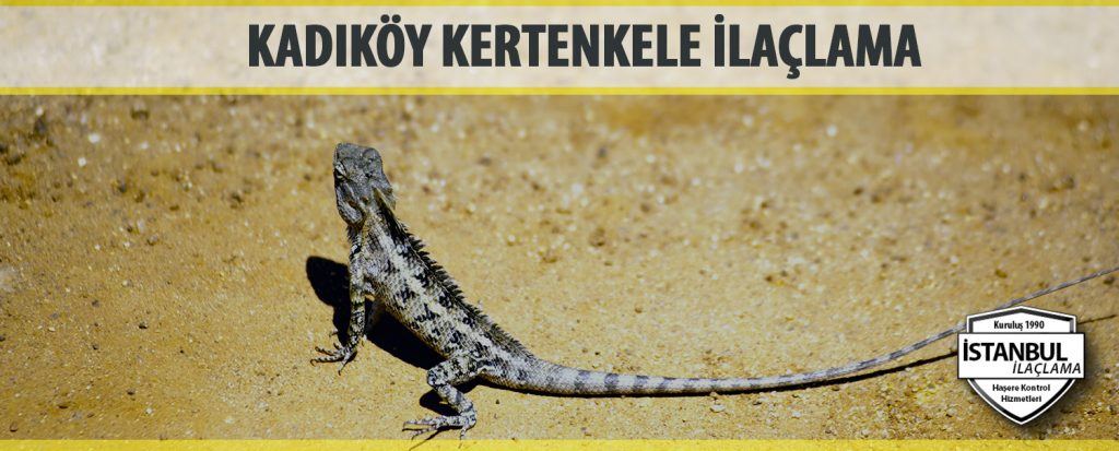 Kadıköy Kertenkele İlaçlama