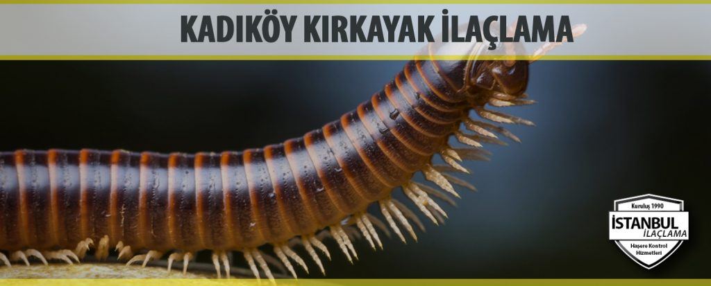 Kadıköy Kırkayak İlaçlama