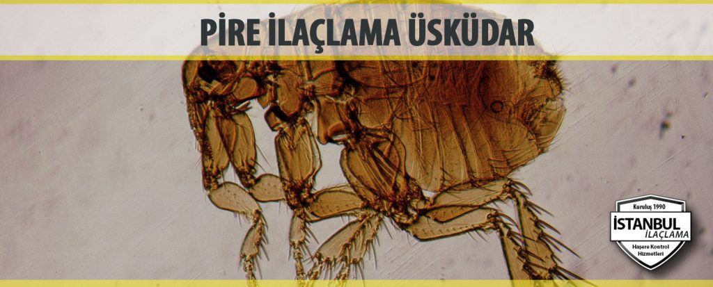 Pire ilaçlama Üsküdar