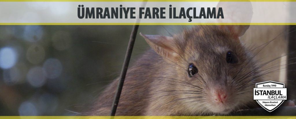 Umraniye Fare Ilaclama