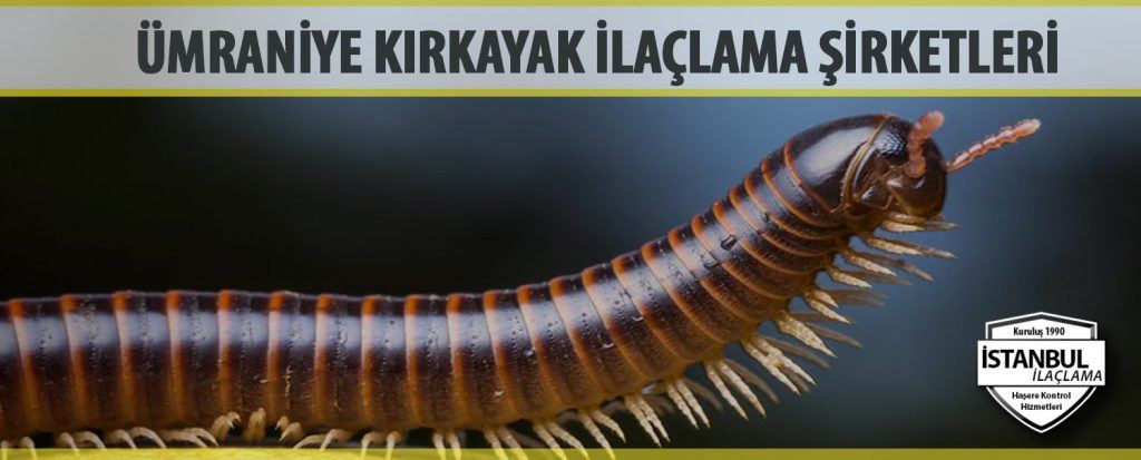 Umraniye Kirkayak Ilaclama Sirketleri