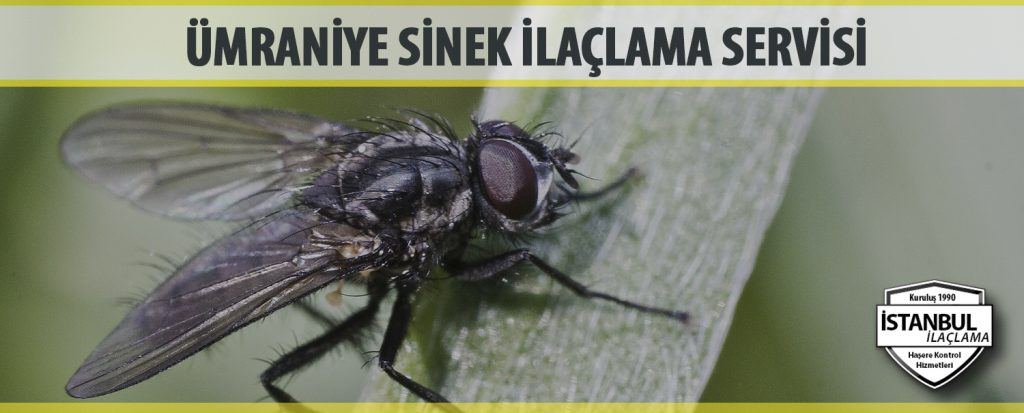 Ümraniye Sinek İlaçlama Servisi