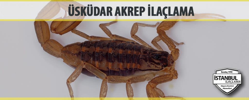 Üsküdar Akrep İlaçlama