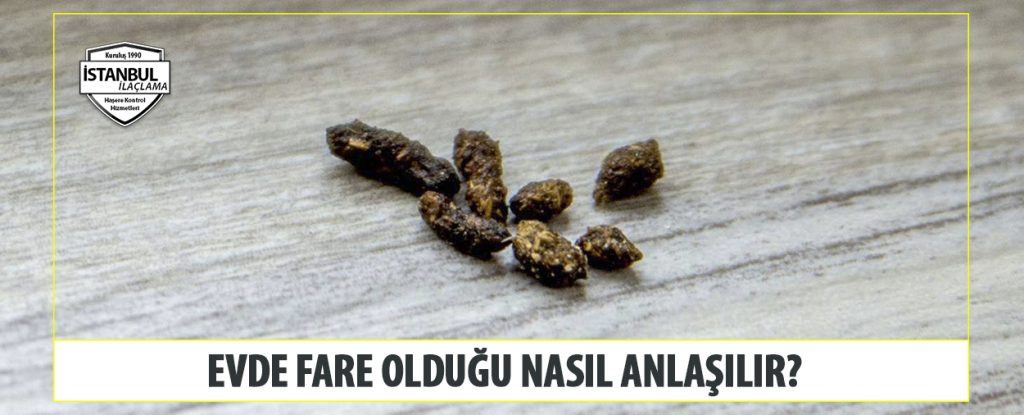 Evde Fare Olduğu Nasıl Anlaşılır