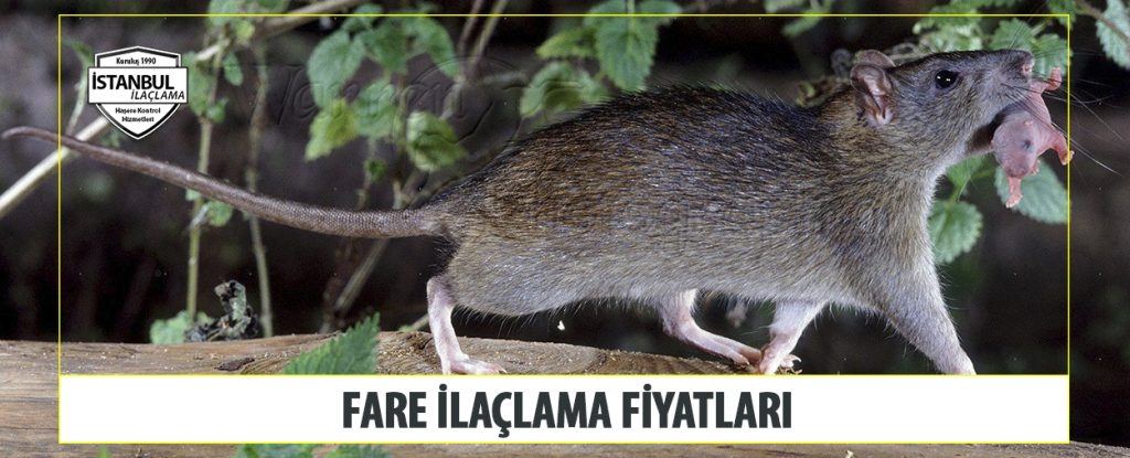 Fare İlaçlama Fiyatları