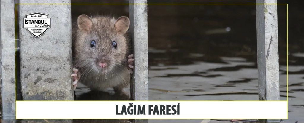 Lağım Faresi