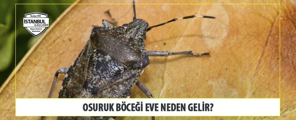 Osuruk Böcegi eve neden gelir