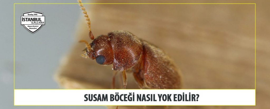Susam böceği Nasıl Yok Edilir