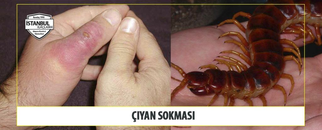 çiyan sokması