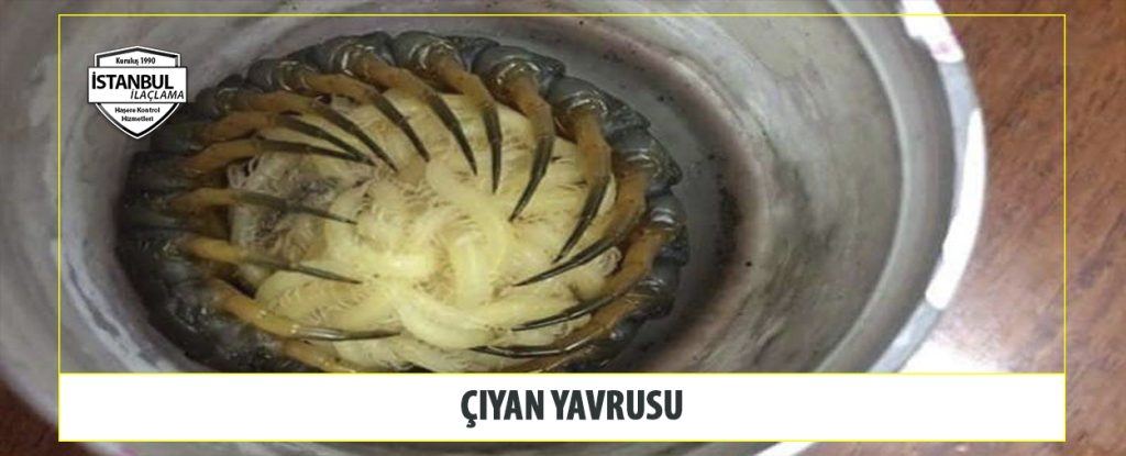 çiyan yavrusu