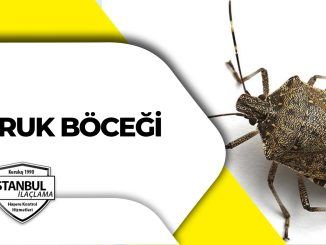 osuruk böceği