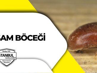 susam böceği