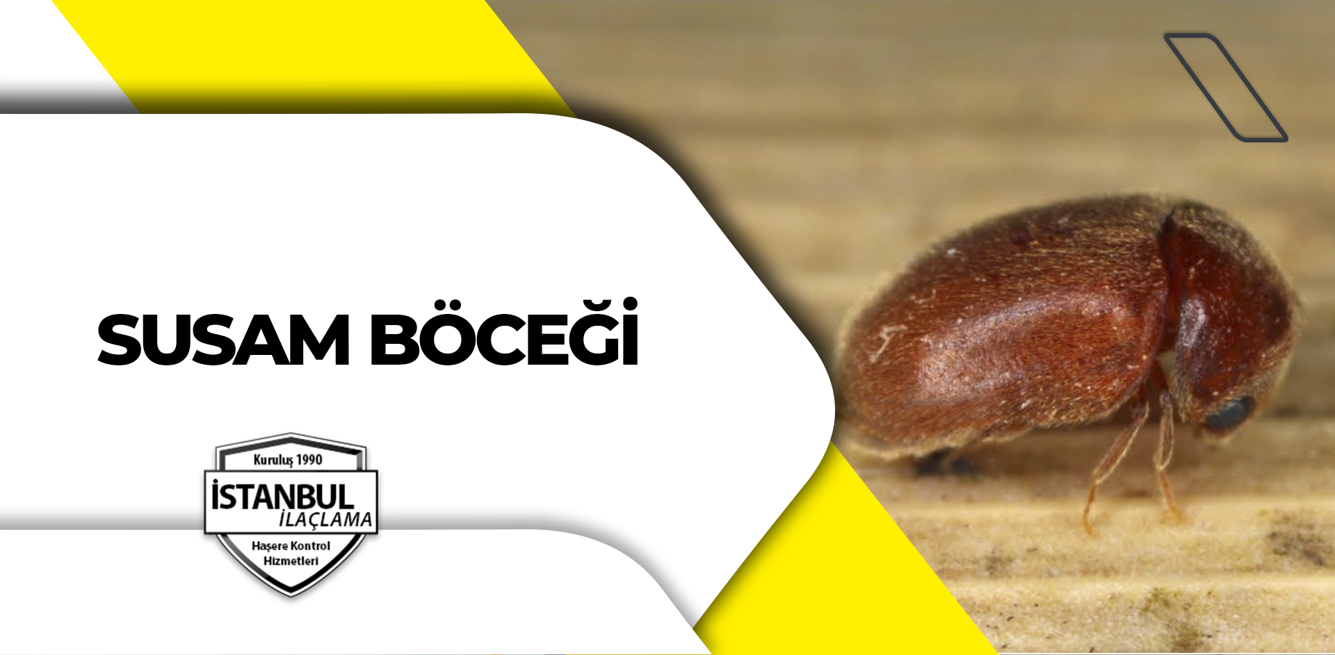 susam böceği