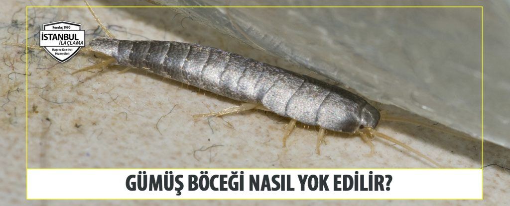 Gümüş Böceği Nasıl Yok Edilir