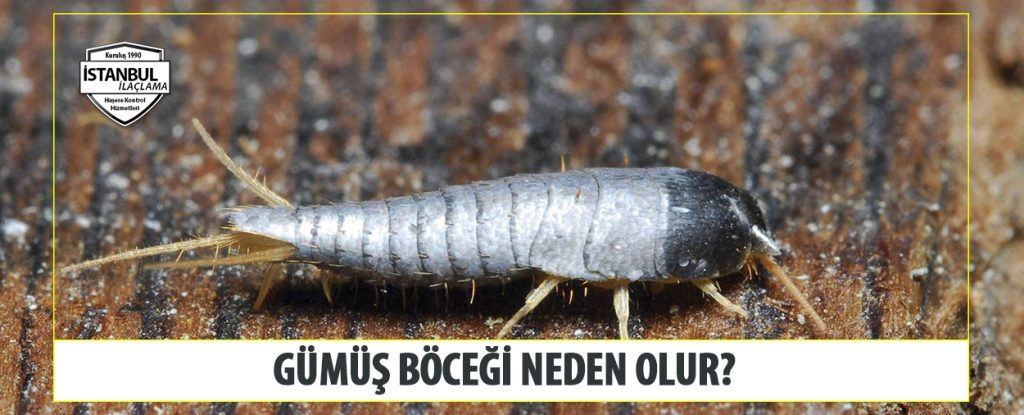 Gümüş Böceği Neden Olur
