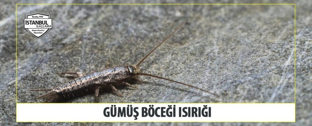 Gümüş böceği Isırığı
