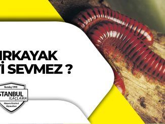 Kırkayak Neyi Sevmez