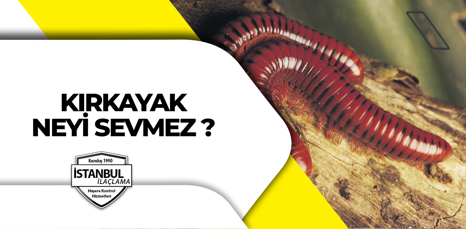 Kırkayak Neyi Sevmez