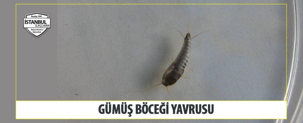 gümüş böceği yavrusu