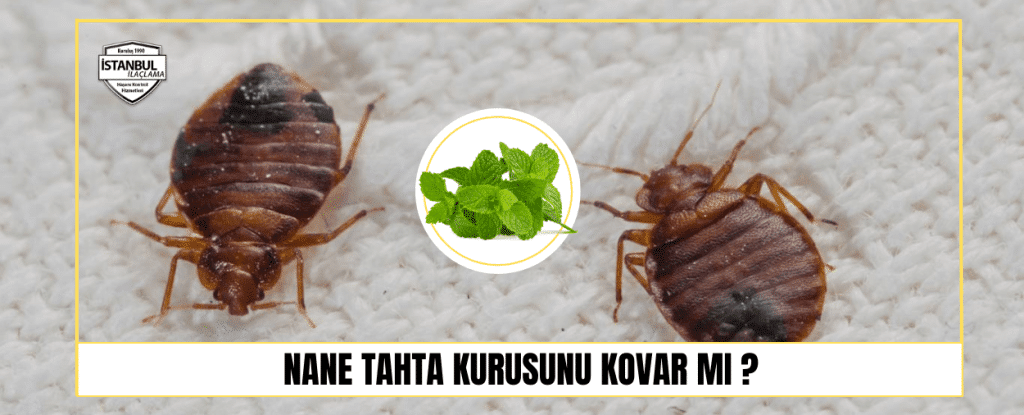 Nane Tahta Kurusunu Kovar Mı