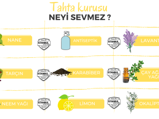 Tahta Kurusu Neyi Sevmez