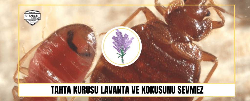 Tahta kurusu Lavanta ve Kokusunu Sevmez