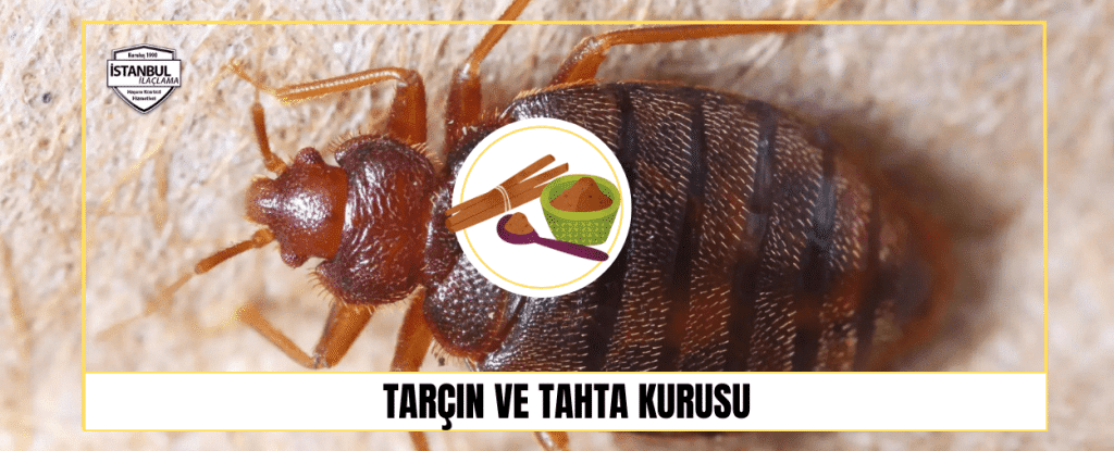 Tarçın ve Tahta Kurusu