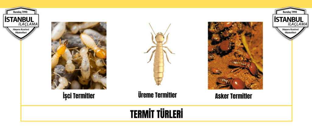 Termit Türleri Termit Türleri
