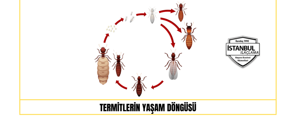 Termitlerin Yaşam Döngüsü Termitlerin Yaşam Döngüsü