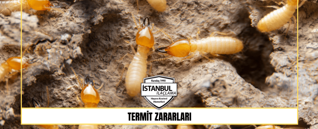 termit zararları termit zararları