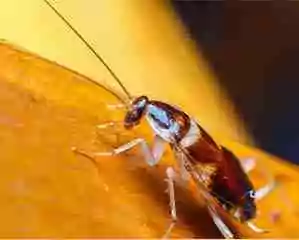 hamam böceği ilaçlama